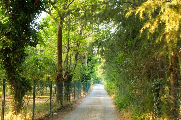 Peaceful forest near Sapanca lake for weekend getaway near Istanbul